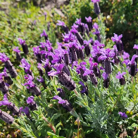 Vue Exceptionnelle Sur La Et Le Cap Esterel