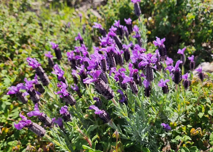 Vue Exceptionnelle Sur La Et Le Cap Esterel